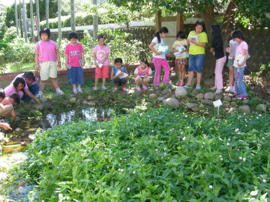 光葉水菊圖片