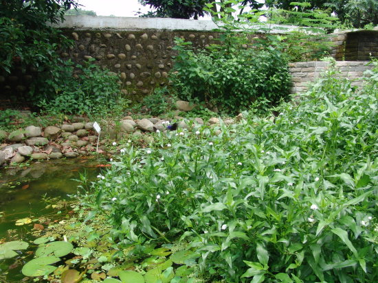 光葉水菊圖片