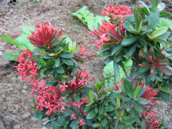 仙丹花圖片